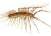 Scutigera - Scutigera coleoptrata
