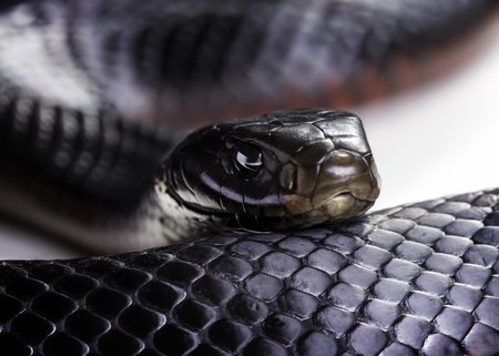 Pseudechis porphyriacus - Serpente nero dal ventre rosso