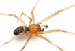 Steatoda grossa - Cupboard spider