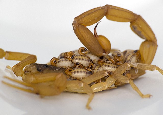 Scorpione striato della corteccia - Centruroides vittatus