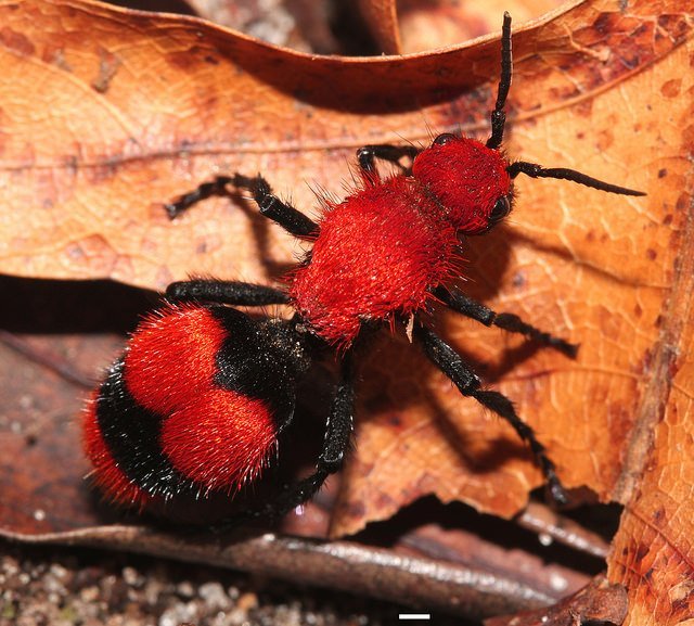 Formica di velluto rosso - Dasymutilla occidentalis