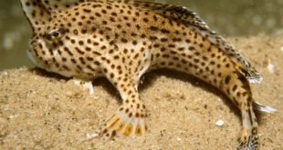 Brachionichthys hirsutus - Spotted handfish