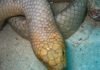 Serpente bruno oliva di mare – Aipysurus laevis Serpente bruno oliva di mare - Aipysurus laevis
