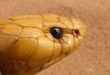 Cobra del sudafrica - Naja nivea