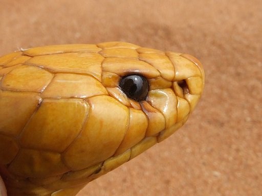 Cobra del sudafrica - Naja nivea