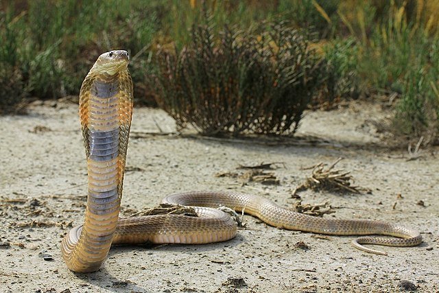 Cobra del Caspio – Naja oxiana