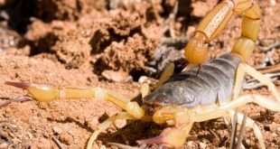 Scorpione gigante del deserto - Hadrurus arizonensis