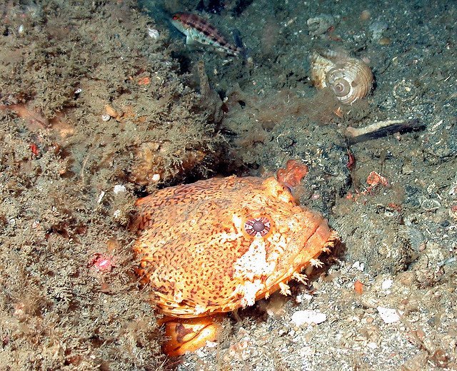 Opsanus tau - Oyster Toadfish