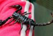Scorpione della Foresta Asiatica - Heterometrus longimanus