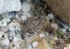 Morso dalla Testa del Serpente a Sonagli Decapitato Morso dalla testa di un serpente a sonagli