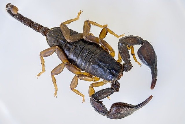 Scorpione coda gialla - Euscorpius flavicaudis