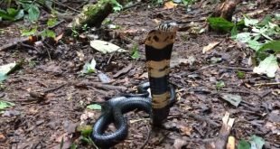 Naja melanoleuca - Cobra della foresta