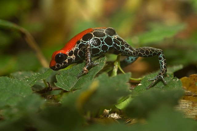 Ranitomeya reticulata - Rana dal dorso rosso