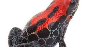 Rana dal dorso rosso - Ranitomeya reticulata