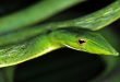 Ahaetulla nasuta - Serpente liana verde