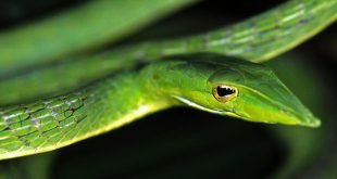 Ahaetulla nasuta - Serpente liana verde