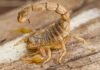 Scorpione giallo comune – Buthus occitanus Buthus occitanus - Scorpione giallo comune