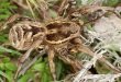 Ragno lupo tarantola - Lycosa tarantula