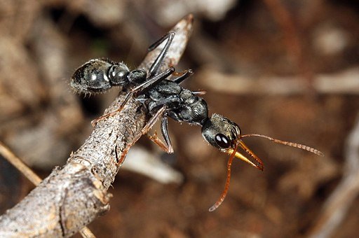 Myrmecia- Bull Ants - Queen of Ants