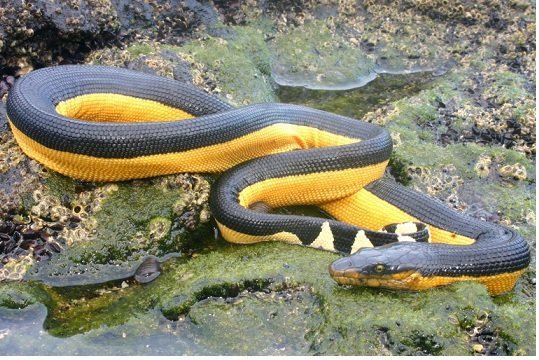Hydrophis platurus - Serpente marino dal ventre giallo
