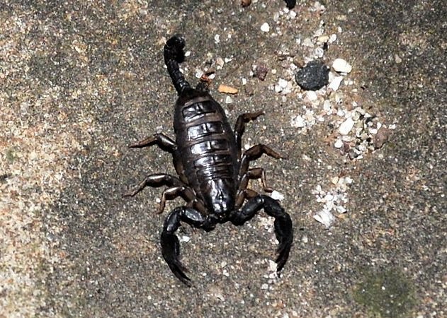 Scorpione germano - Euscorpius germanus