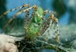 Peucetia viridans - Ragno lince verde