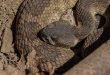 Serpente a sonagli occidentale - Crotalus oreganus