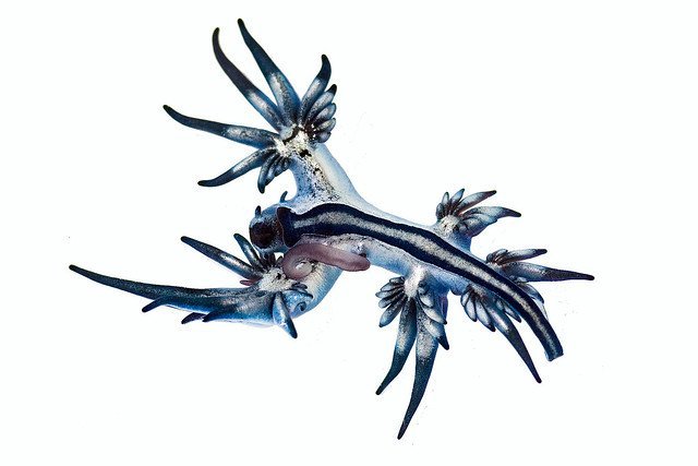 Drago blu - Glaucus atlanticus