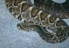 Serpente cascavel – Crotalus durissus Serpente cascavel - Crotalus durissus