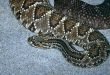 Serpente cascavel - Crotalus durissus