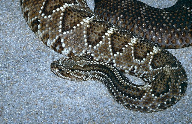 Serpente cascavel - Crotalus durissus