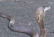 Cobra Monocolo – Naja kaouthia