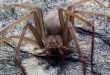 Scoperta una nuova specie di ragni, il Loxosceles tenochtitlan