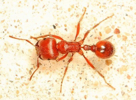 Formica Mietitrice Rossa - Pogonomyrmex barbatus