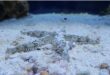 Astropecten polyacanthus - Stella marina a pettine
