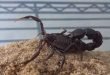 Androctonus bicolor - Scorpione nero dalla coda spessa