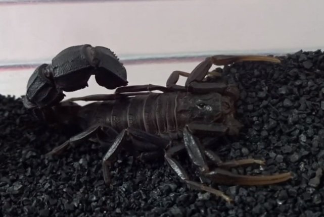 Androctonus bicolor - Scorpione nero dalla coda spessa