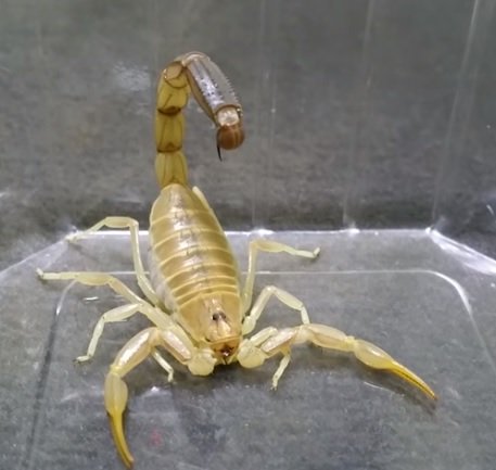 Androctonus amoreuxi - Scorpione Nordafricano