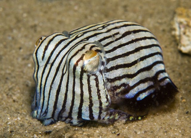 Sepioloidea lineolata – Calamaro a strisce