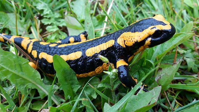 Salamandra pezzata- Salamandra salamandra