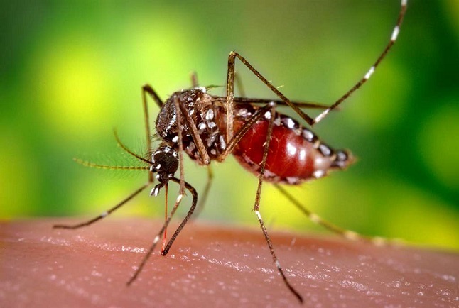 Zanzara della febbre gialla - Aedes aegypti