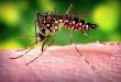 Zanzara della febbre gialla - Aedes aegypti