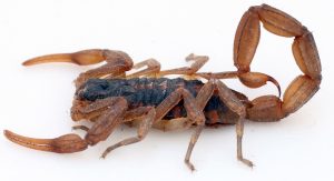 Scorpione di Durango - Centruroides suffusus