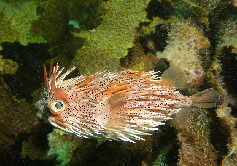 Pesce Istrice - Diodon holocanthus